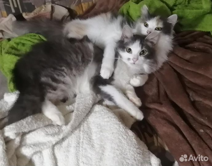 Анфиса и Афоня