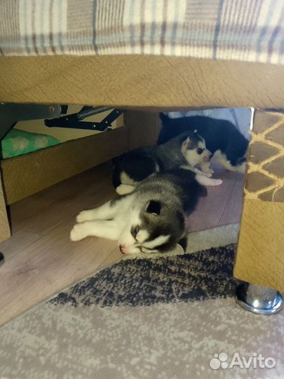 Сибирский хаски