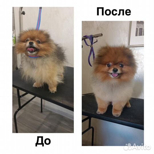 Уход за животными