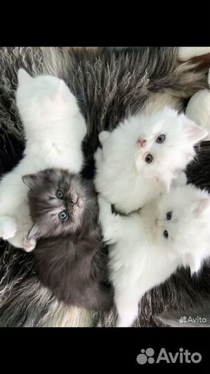 Красивые котята