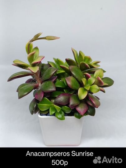 Суккуленты