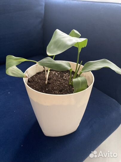 Алоказия и стрелиция Николай