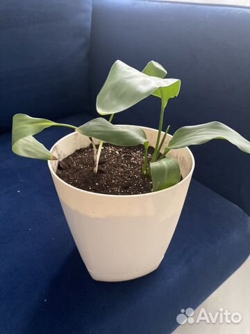 Алоказия и стрелиция Николай