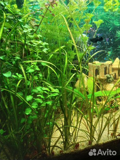 Аквариумные растения