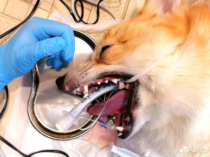 Чистка зубов собакам и кошкам под наркозом