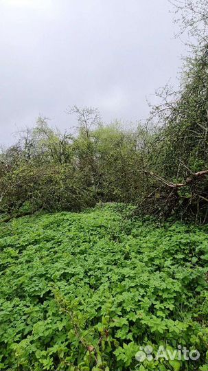 Спил деревьв