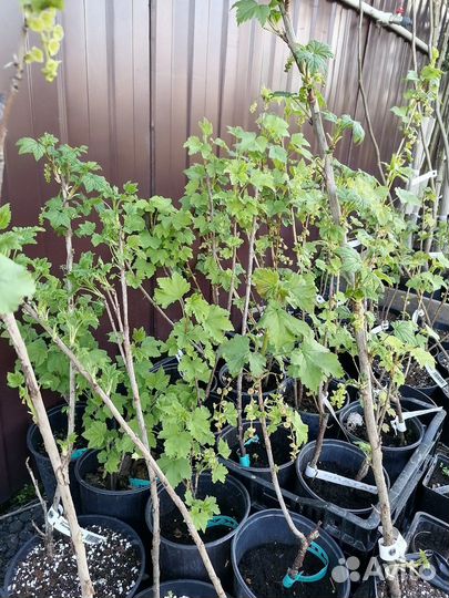 Смородина разные сорта