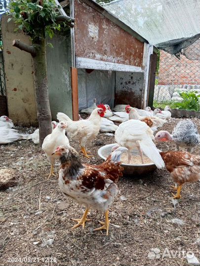 Молодые петухи