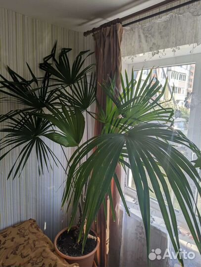 Пальма веерная трахикарпус Форчуна