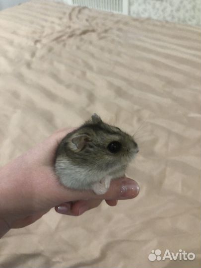 Джунгарский хомяк