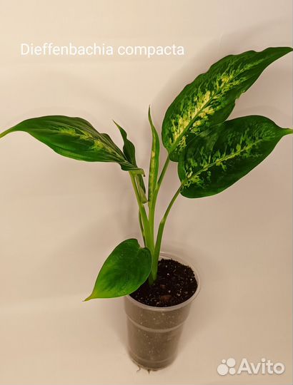 Диффенбахия Компакта