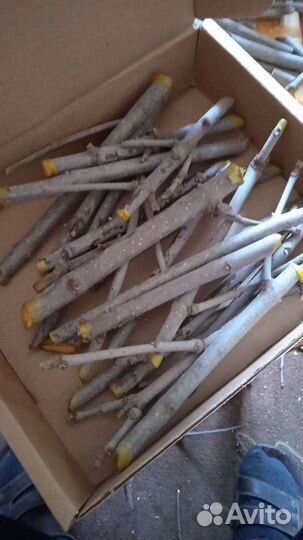 Эводия даниэля черенки