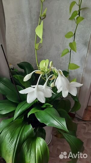 Эухарис амазонская лилия