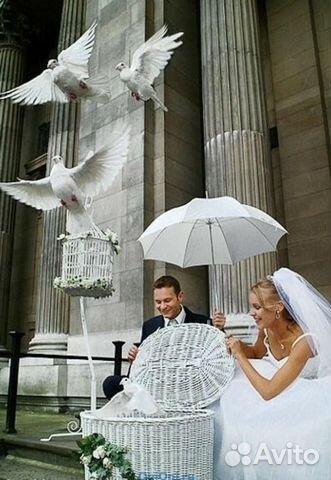 Голуби на майские праздники, сьемки, свадьбу