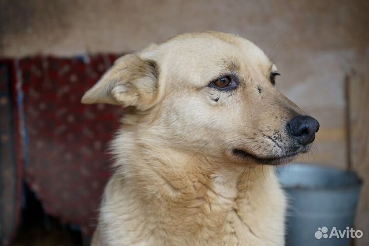 Может быть твой лучший друг