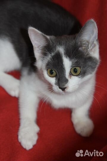 Котенку негде жить