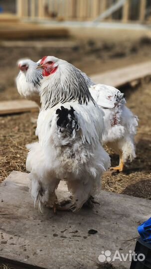 Петух Брама светлая (колумбийская)