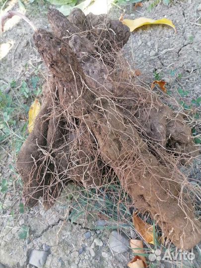 Адамов корень