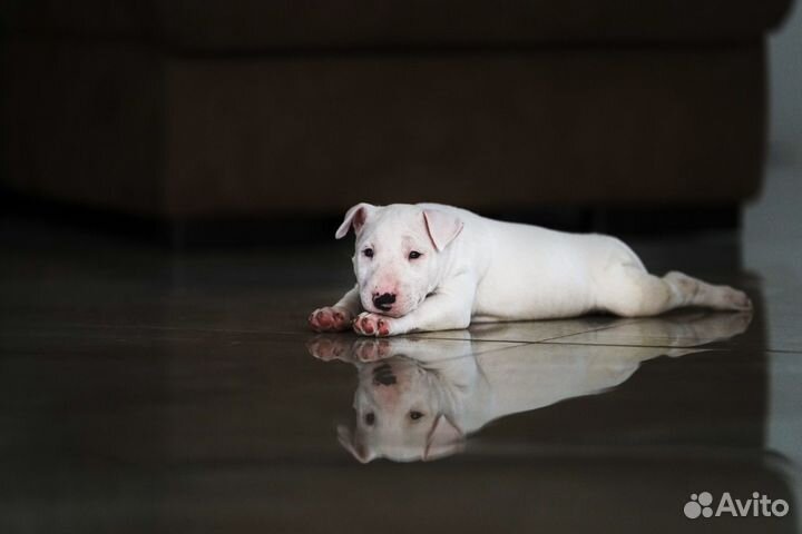 Чистая блондинка мбт