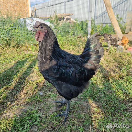 Аям Цемани, мараны, лакеданзи лаванда