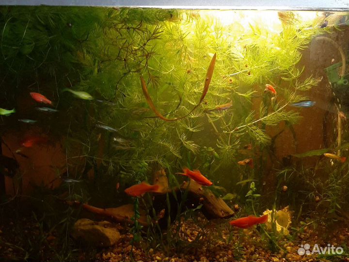 Рыбка и растения в аквариум
