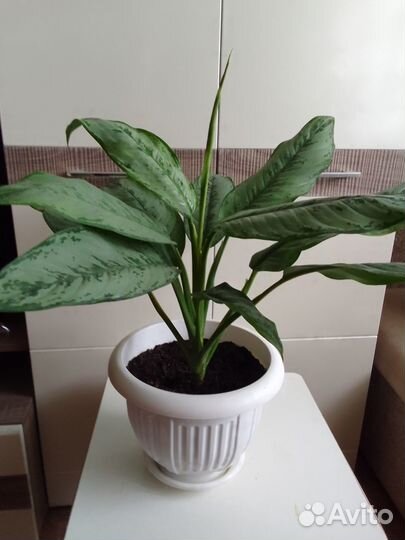 Комнатные цветы