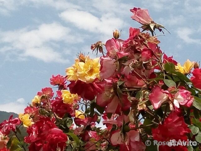 Роза плетистая желто-красная 
