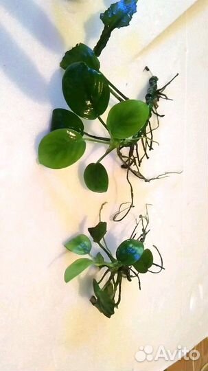 Аквариумные рыбки от 200 и растения от 150 (Анубиа