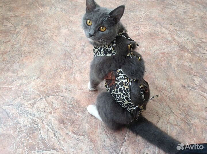 Передержка кошек на время отпуска