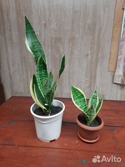 Комнатные цветы