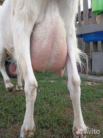 Продам молодую козу