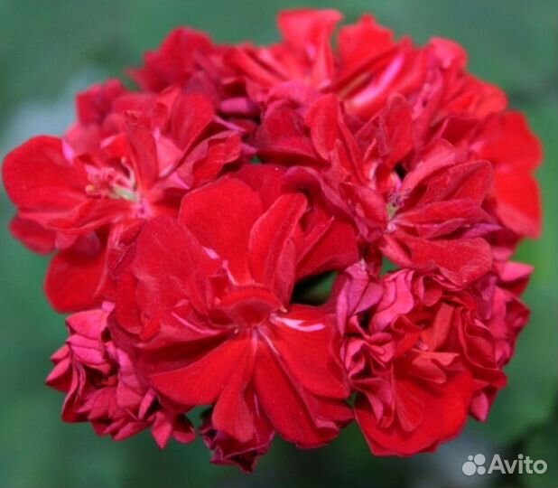 Пеларгония герань