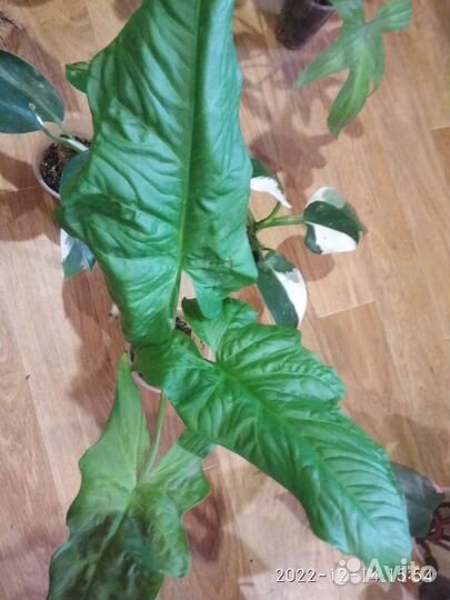 Сингониум Австралия (Syngonium SP.(t06) Australia)