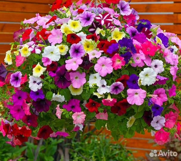 Петунья ампельная (разные сорта)