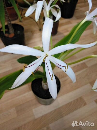 Домашние Цветы