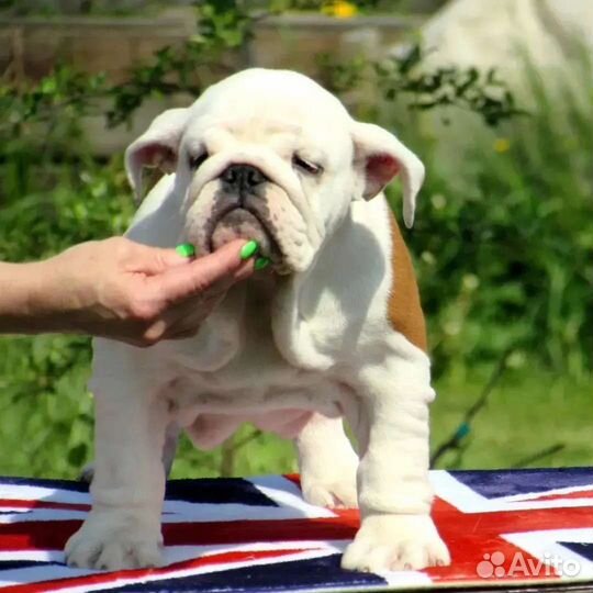 Английский бульдог