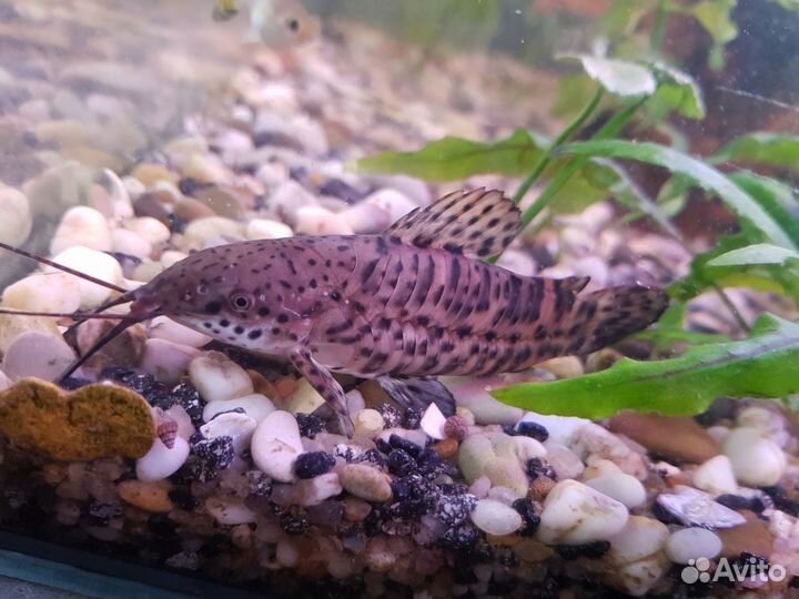 Сом таракатум