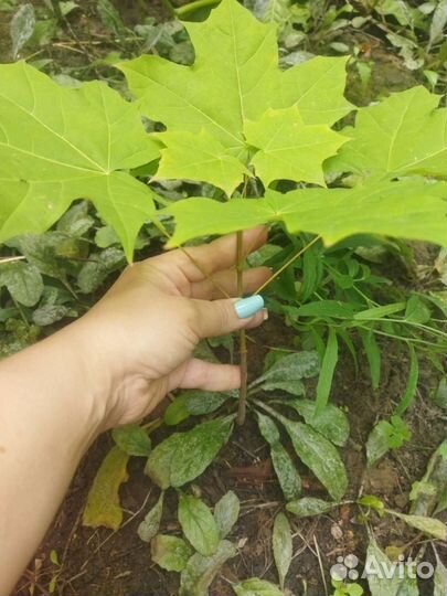 Клен остролистный