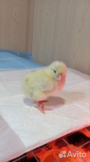 Цыплята от хороших несушек