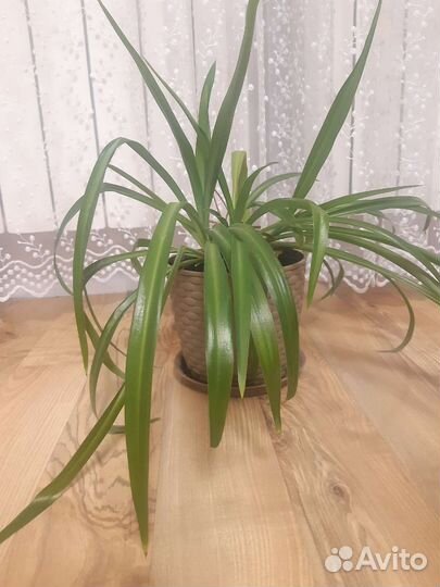 Хлорофитум