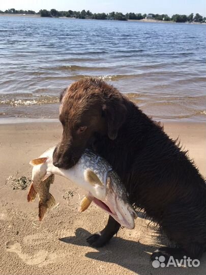 Как курцхаар, только лучше