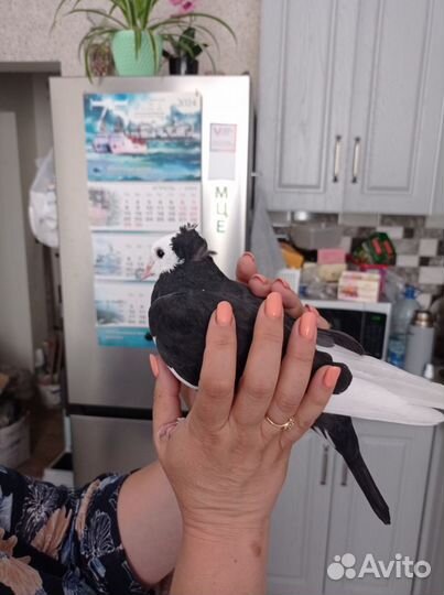 Голубь породистый