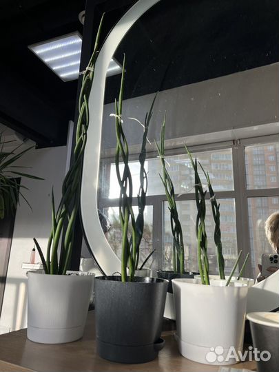 Комнатные цветы