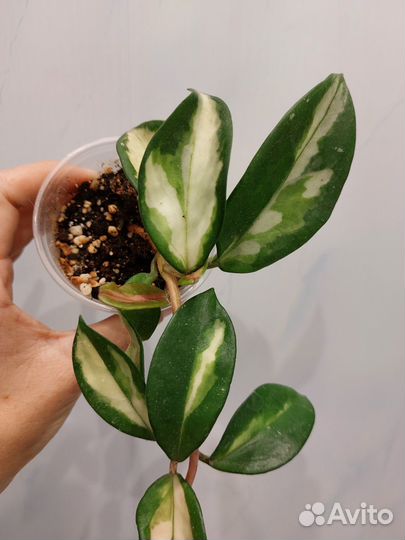 Хойя Карноза вариегата