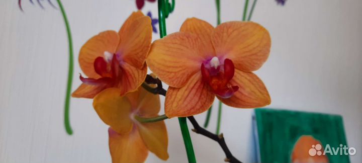 Орхидея Дубровник