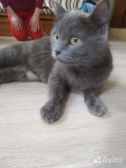 Кошка в добрые руки