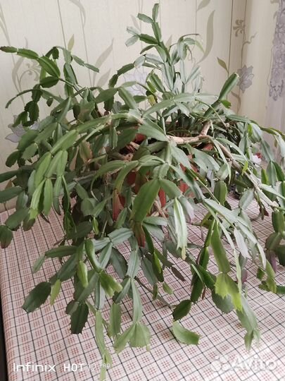 Декабрист /комн.растение/ цветёт зимой