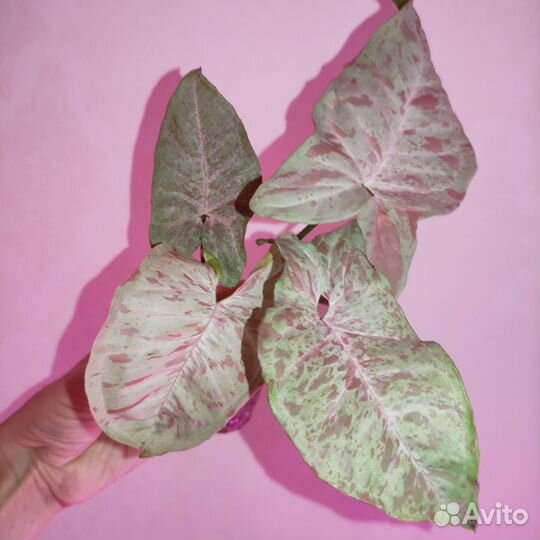 Сингониумы