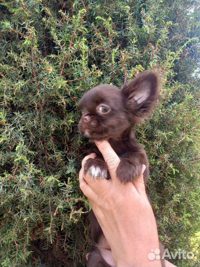 Чихуашечки