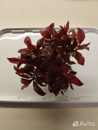 Аквариумное растение альтернантера розанервиг